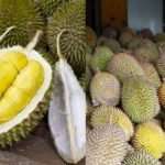 Harga Durian Jatuh Disebabkan PKP?