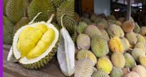 Read more about the article Harga Durian Jatuh Disebabkan PKP?