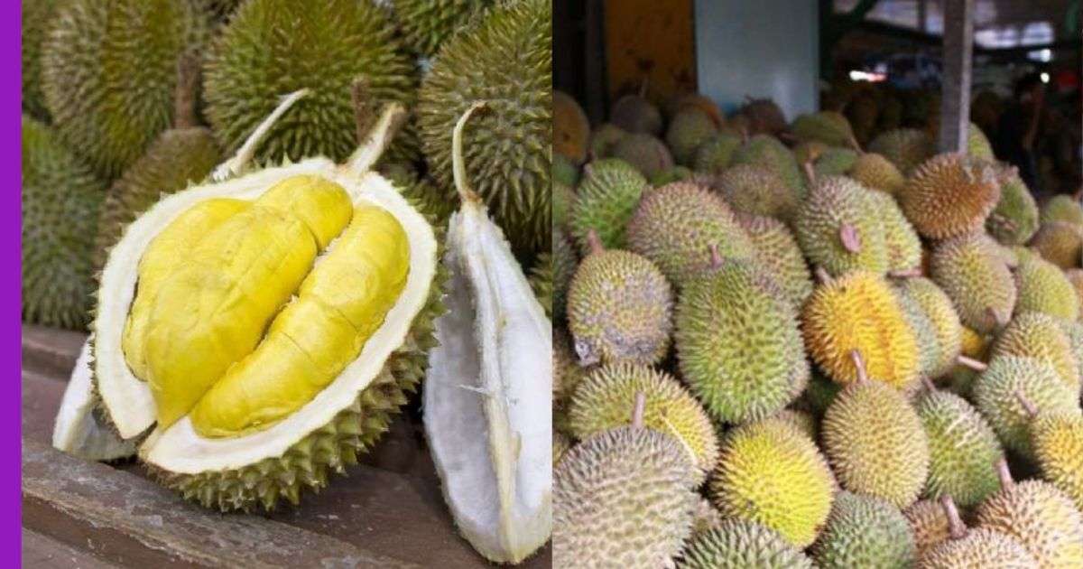Read more about the article Harga Durian Jatuh Disebabkan PKP?