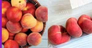 Read more about the article Donut Peach: Buah Manis dan Unik