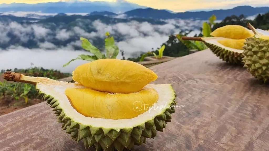TipTop Durian
