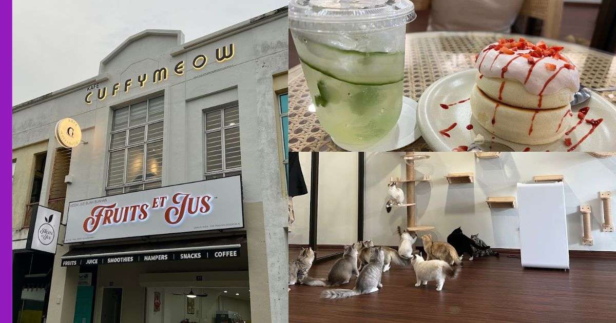 Read more about the article Jom Makan Sambil Luangkan Masa Dengan Si Manja di Cuffymeow Cat Cafe