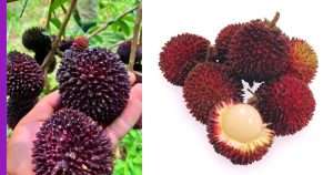 Read more about the article Buah Pulasan: Permata Asia Tenggara Juga Dikenali Sebagai Nephelium Mutabile.