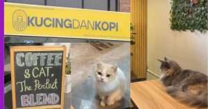 Read more about the article Kucing Dan Kopi: Kafe Kucing ini Dapat Menarik Perhatian Pencinta Kucing Untuk Bermain Bersama Si Bulus