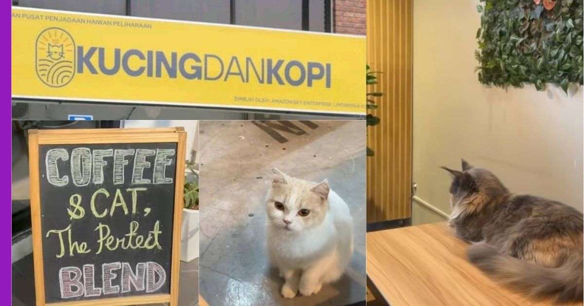 Read more about the article Kucing Dan Kopi: Kafe Kucing ini Dapat Menarik Perhatian Pencinta Kucing Untuk Bermain Bersama Si Bulus