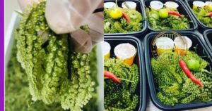 Read more about the article Latok: Terkenal di Sabah, Dikenali Sebagai Anggur Laut atau Kaviar Hijau