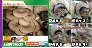 Read more about the article Menanam Cendawan Tiram Kelabu: Bersaiz Kecil Tetapi Besar Rasa dan Potensinya