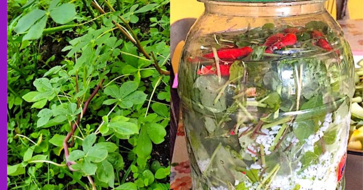 Read more about the article Jeruk Maman: Permata Tersembunyi dari Perlis