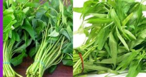 Read more about the article Penjagaan Kangkung Agar Tahan Lama: Ikut Langkah Ini, Dijamin Tak Mudah Layu.