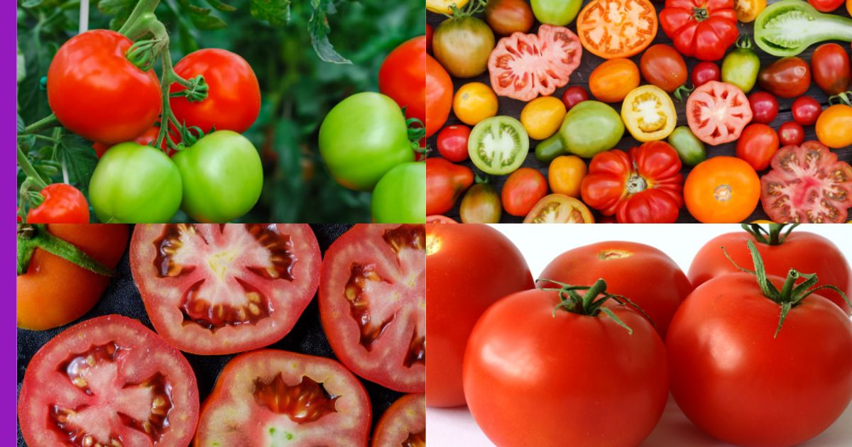 Read more about the article Mengapa Tomato Adalah Teman Terbaik untuk Kesihatan Anda?