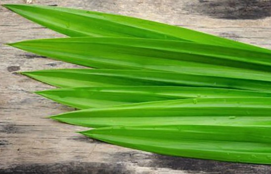  Pandan leaves