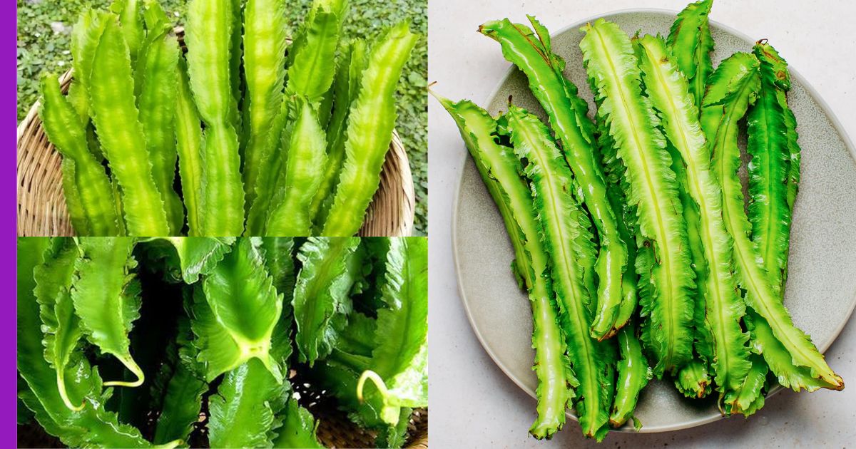 Read more about the article Kacang Botol: Rahsia Sayuran Unik, Boleh Dimakan Sejuta Cara